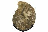 Cretaceous Ammonite (Mammites) Fossil with Metal Stand - Morocco #164224-3